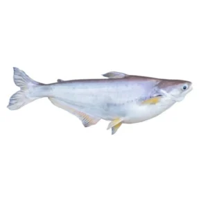 PANGASH WHOLE