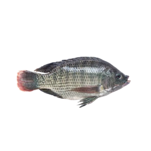 TILAPIA
